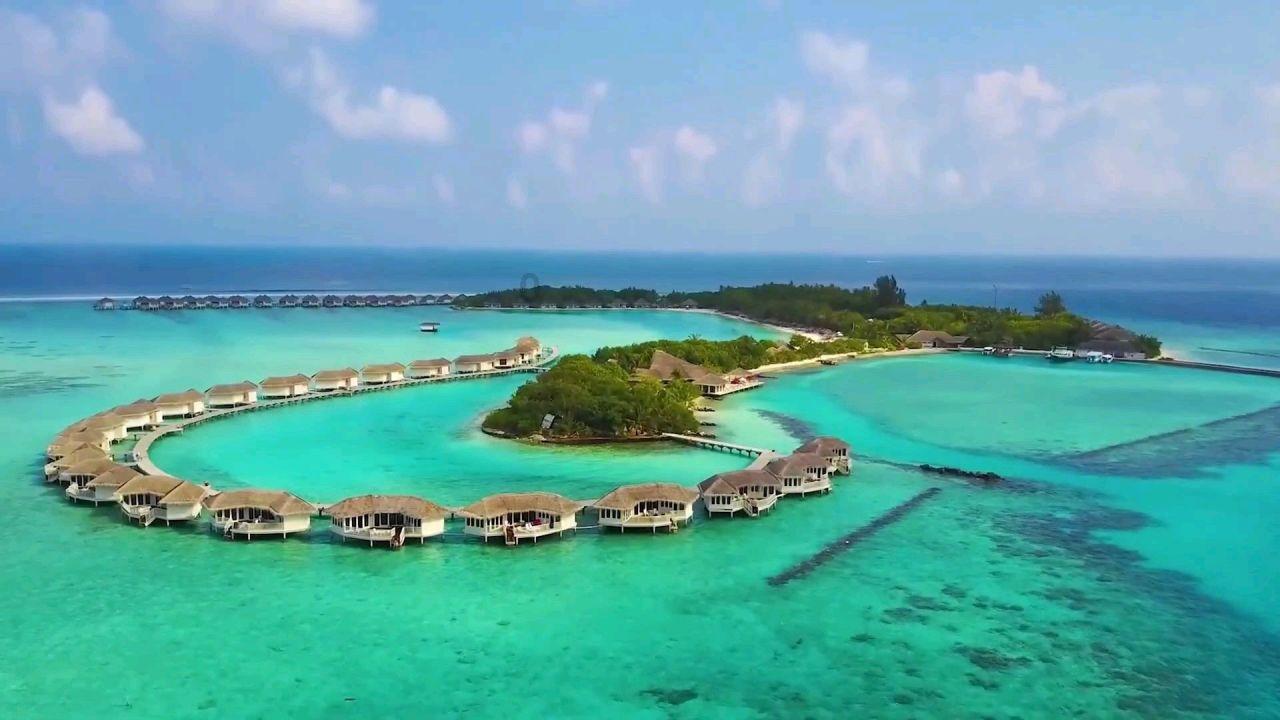 金枝玉叶花怎么养才能养好